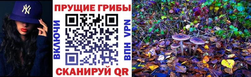 Купить где  Урюпинск  Псилоцибиновые грибы Magic Shrooms 